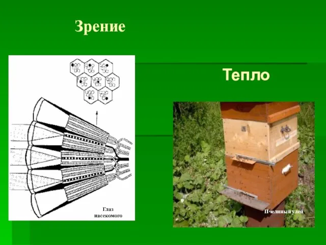 Зрение Тепло Глаз насекомого Пчелиный улей