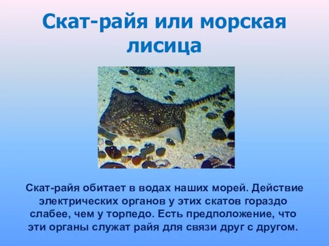 Скат-райя или морская лисица Cкат-райя обитает в водах наших морей. Действие электрических