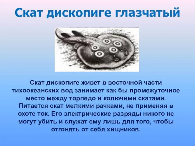 Скат дископиге живет в восточной части тихоокеанских вод занимает как бы промежуточное