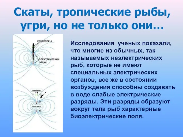 Скаты, тропические рыбы, угри, но не только они… Исследования ученых показали, что