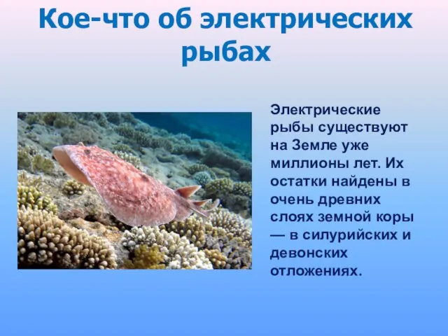 Электрические рыбы существуют на Земле уже миллионы лет. Их остатки найдены в