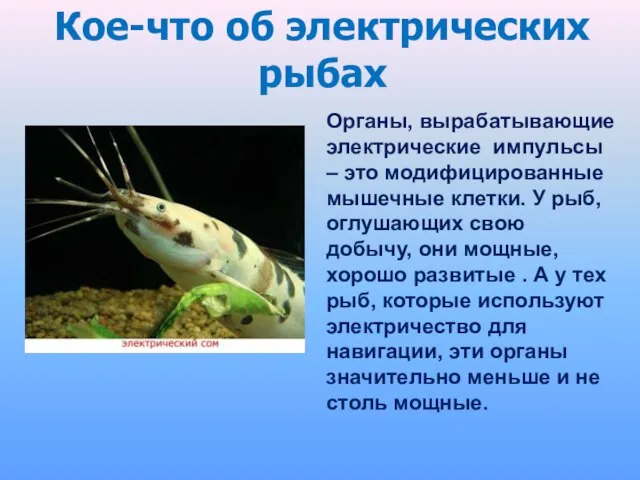 Кое-что об электрических рыбах Органы, вырабатывающие электрические импульсы – это модифицированные мышечные