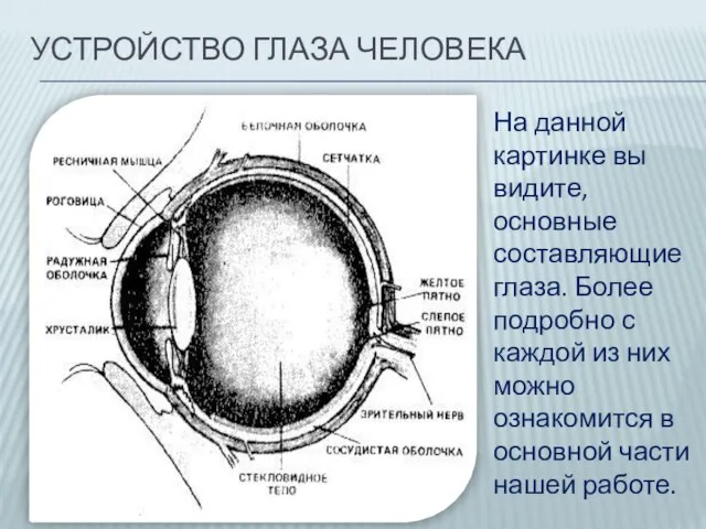 УСТРОЙСТВО ГЛАЗА ЧЕЛОВЕКА На данной картинке вы видите, основные составляющие глаза. Более