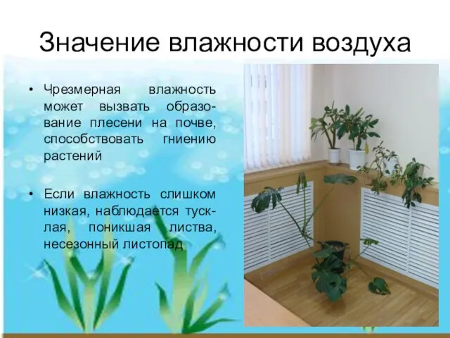 Значение влажности воздуха Чрезмерная влажность может вызвать образо-вание плесени на почве, способствовать