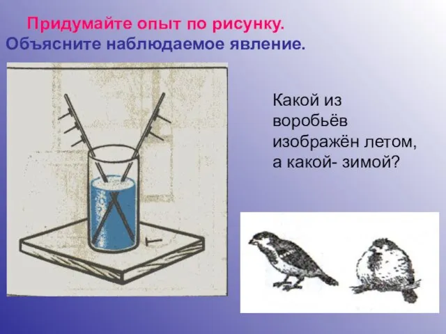 Придумайте опыт по рисунку. Объясните наблюдаемое явление. Какой из воробьёв изображён летом, а какой- зимой?