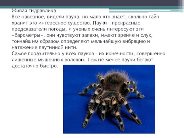 Живая гидравлика Все наверное, видели паука, но мало кто знает, сколько тайн