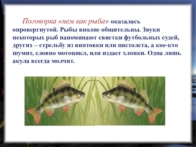 Поговорка «нем как рыба» оказалась опровергнутой. Рыбы вполне общительны. Звуки некоторых рыб