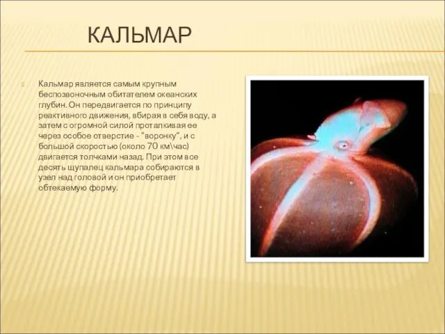 КАЛЬМАР Кальмар является самым крупным беспозвоночным обитателем океанских глубин. Он передвигается по