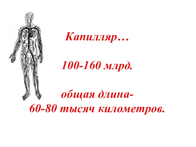 Капилляр… 100-160 млрд. общая длина- 60-80 тысяч километров.