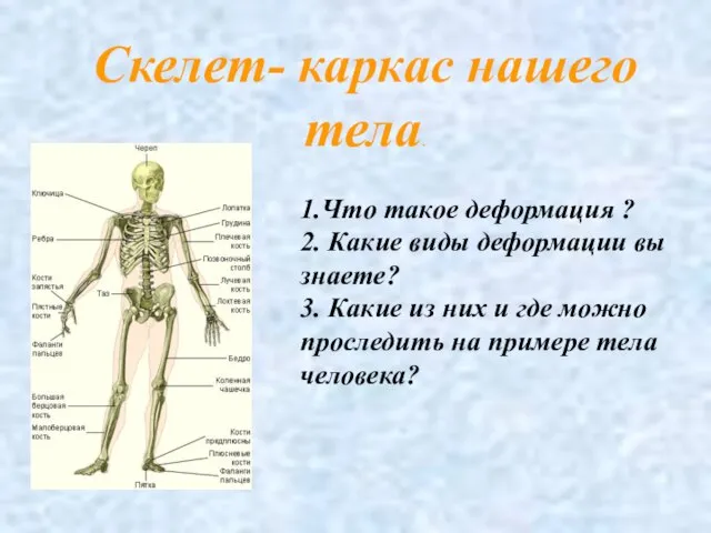 Скелет- каркас нашего тела. 1.Что такое деформация ? 2. Какие виды деформации