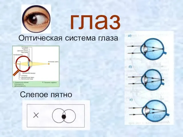 глаз Оптическая система глаза Слепое пятно