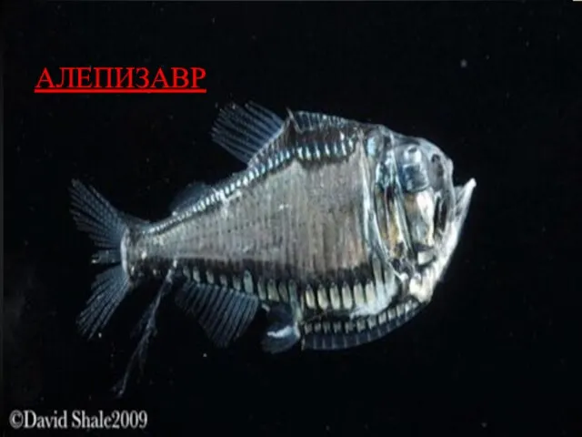 АЛЕПИЗАВР