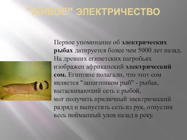 "ЖИВОЕ" ЭЛЕКТРИЧЕСТВО Первое упоминание об электрических рыбах датируется более чем 5000 лет