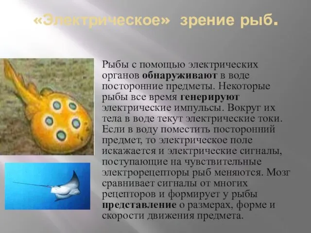 «Электрическое» зрение рыб. Рыбы с помощью электрических органов обнаруживают в воде посторонние