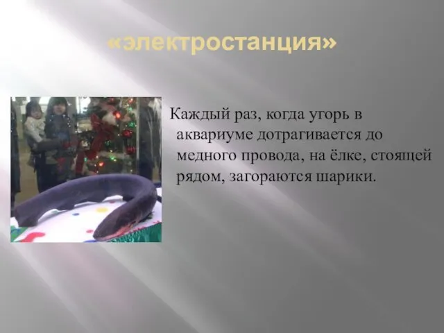 «электростанция» Каждый раз, когда угорь в аквариуме дотрагивается до медного провода, на