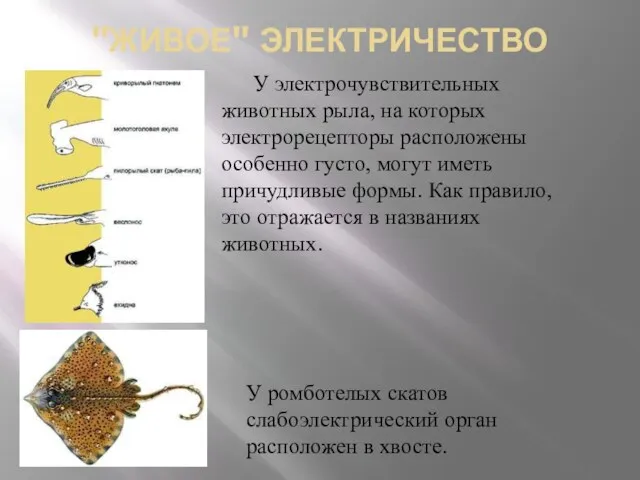 "ЖИВОЕ" ЭЛЕКТРИЧЕСТВО У электрочувствительных животных рыла, на которых электрорецепторы расположены особенно густо,