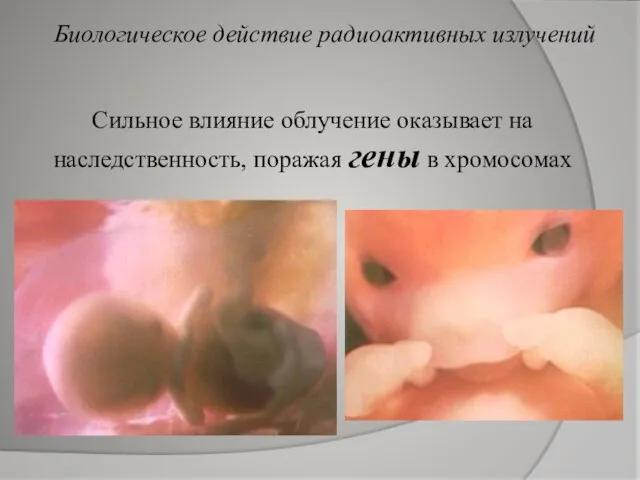 Сильное влияние облучение оказывает на наследственность, поражая гены в хромосомах Биологическое действие радиоактивных излучений