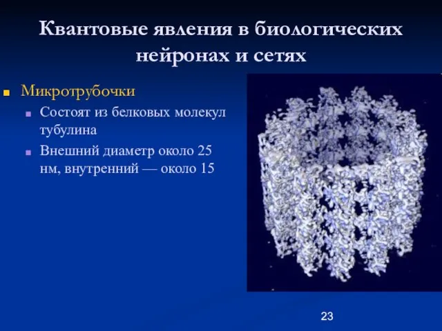 Квантовые явления в биологических нейронах и сетях Микротрубочки Состоят из белковых молекул