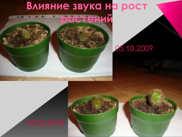 Влияние звука на рост растений 05.10.2009 05.03.2010