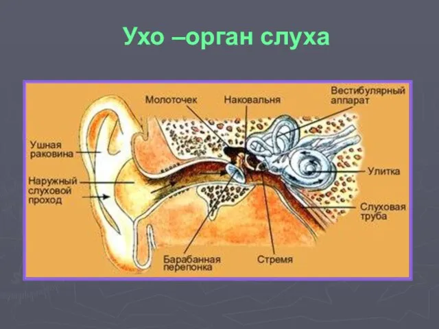 Ухо –орган слуха