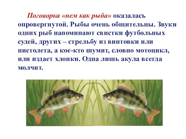 Поговорка «нем как рыба» оказалась опровергнутой. Рыбы очень общительны. Звуки одних рыб