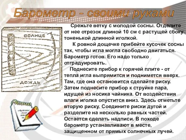 Срежьте ветку с молодой сосны. Отделите от нее отрезок длиной 10 см