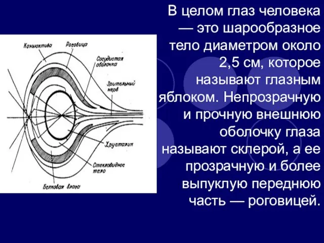 В целом глаз человека — это шарообразное тело диаметром око­ло 2,5 см,