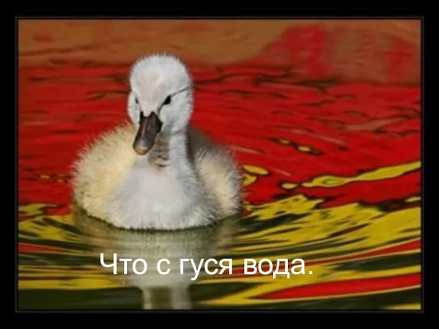 Что с гуся вода.