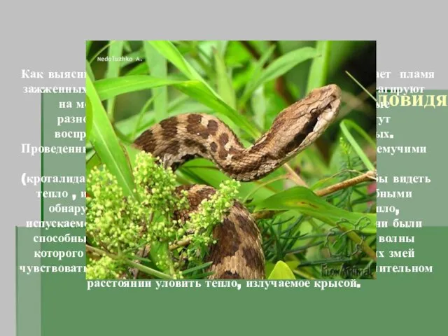 Ямкоголовые или тепловидящие змеи Как выяснили в 1892 году ученые, гремучих змеи