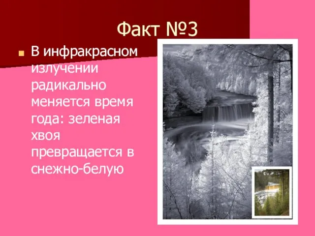 Факт №3 В инфракрасном излучении радикально меняется время года: зеленая хвоя превращается в снежно-белую