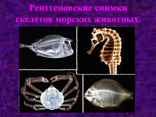 08/10/2023 Рентгеновские снимки скелетов морских животных.