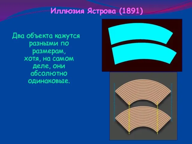 Два объекта кажутся разными по размерам, хотя, на самом деле, они абсолютно одинаковые. Иллюзия Ястрова (1891)