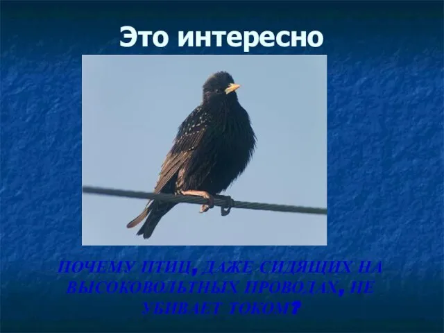 Это интересно ПОЧЕМУ ПТИЦ, ДАЖЕ СИДЯЩИХ НА ВЫСОКОВОЛЬТНЫХ ПРОВОДАХ, НЕ УБИВАЕТ ТОКОМ?