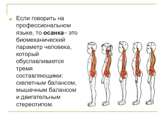 Если говорить на профессиональном языке, то осанка– это биомеханический параметр человека, который