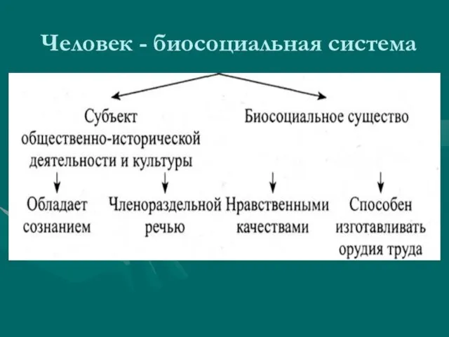 Человек - биосоциальная система