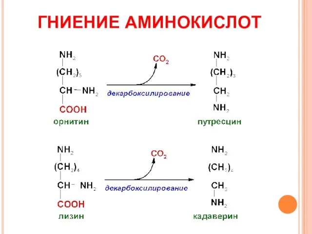 ГНИЕНИЕ АМИНОКИСЛОТ