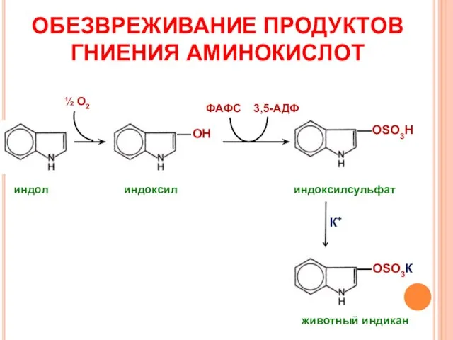 ОБЕЗВРЕЖИВАНИЕ ПРОДУКТОВ ГНИЕНИЯ АМИНОКИСЛОТ ОН ОSO3Н индол индоксил индоксилсульфат ОSO3К животный индикан