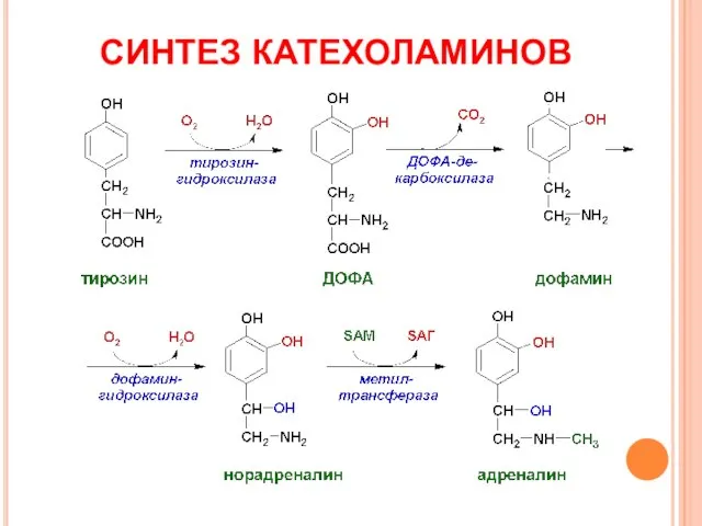 СИНТЕЗ КАТЕХОЛАМИНОВ