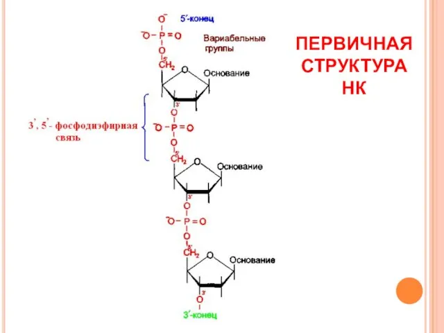 ПЕРВИЧНАЯ СТРУКТУРА НК