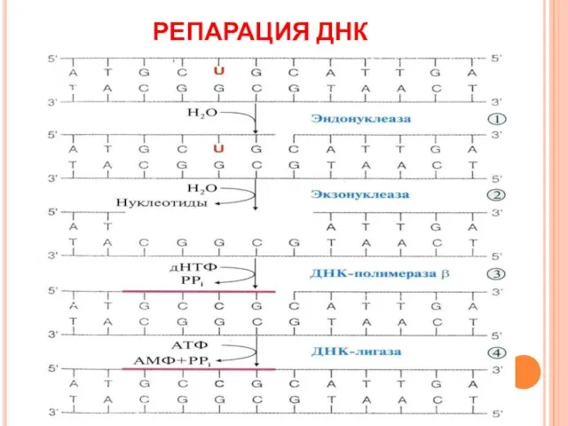 РЕПАРАЦИЯ ДНК