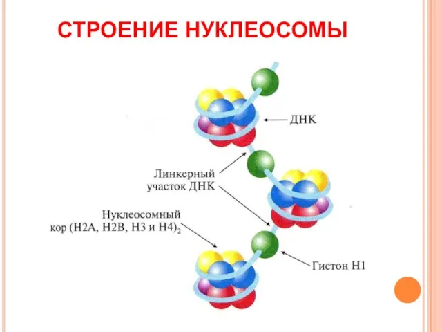 СТРОЕНИЕ НУКЛЕОСОМЫ