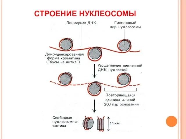 СТРОЕНИЕ НУКЛЕОСОМЫ