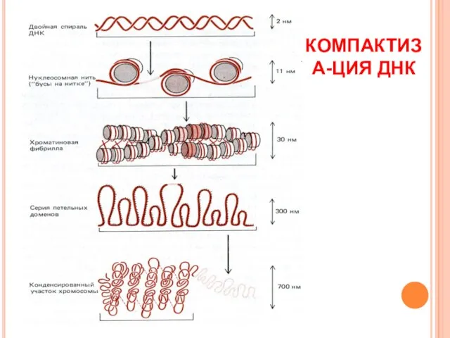 КОМПАКТИЗА-ЦИЯ ДНК