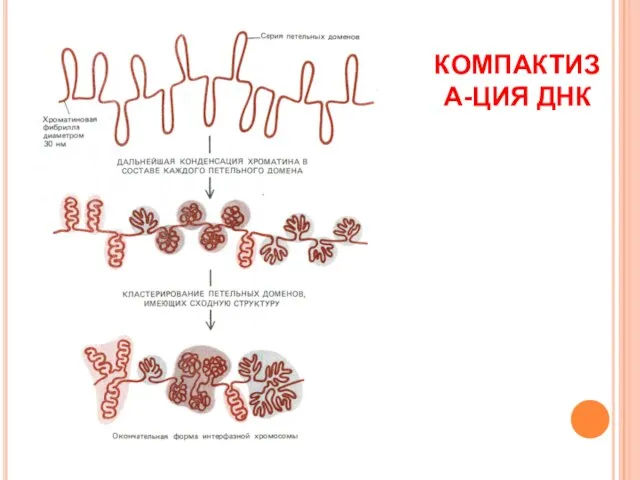 КОМПАКТИЗА-ЦИЯ ДНК