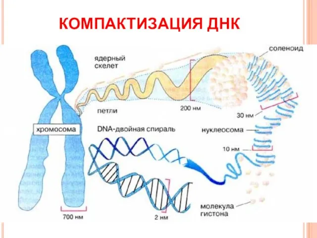 КОМПАКТИЗАЦИЯ ДНК