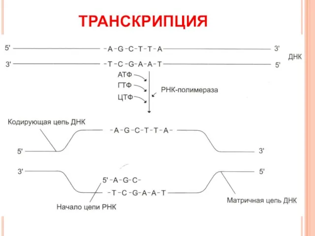 ТРАНСКРИПЦИЯ