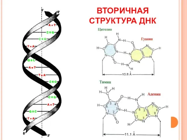 ВТОРИЧНАЯ СТРУКТУРА ДНК