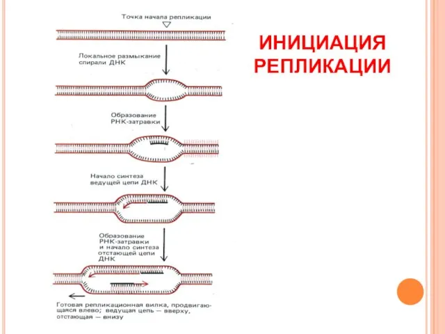 ИНИЦИАЦИЯ РЕПЛИКАЦИИ