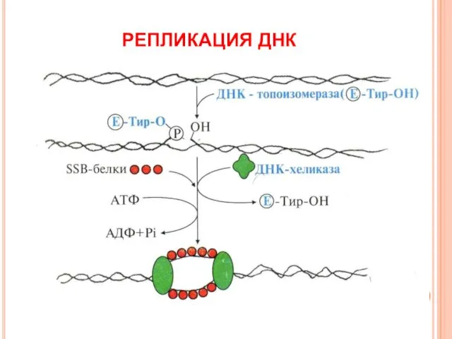 РЕПЛИКАЦИЯ ДНК