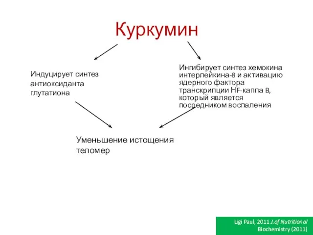 Куркумин Индуцирует синтез антиоксиданта глутатиона Ингибирует синтез хемокина интерлейкина-8 и активацию ядерного